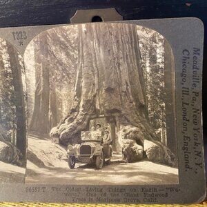 Keystone Stereoview T323 Wawona Giant Redwood Tree Mariposa Grove California